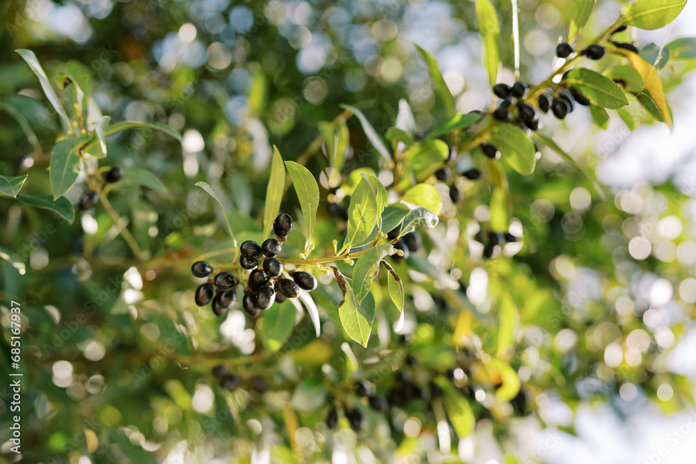 Ripe black olives on a green tree branch in bright sunlight