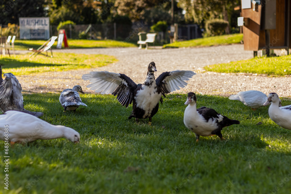 Fototapeta premium Beautiful tame duck in the park