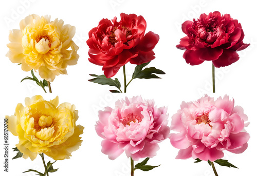 Valentine   s Day Composition  A Set of Colorful Peony Flowers with Red  Yellow  and Pink Blooms  Isolated on Transparent Background  PNG