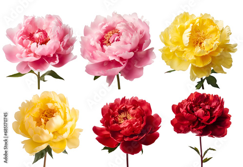 Fototapeta Naklejka Na Ścianę i Meble -  Colorful Peony Flowers in Red, Yellow, and Pink: A Set Perfect for Valentine’s Day and Wedding Arrangements, Isolated on Transparent Background, PNG