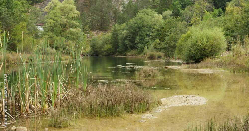 Small lake surrounded by trees and bushes full of grass, reeds and duckweed Small lake surrounded by trees and bushes full of grass, reeds and duckweed