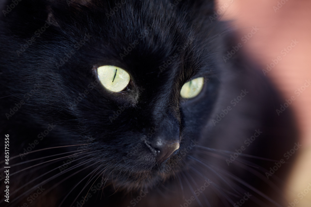Face, superstition or bad luck and a black cat closeup with yellow eyes as a domestic animal. Magic, kitten or pet and a feline with dark fur looking curious or lazy as a symbol of fear and danger