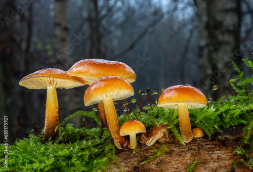 Wet orange wild edible winter mushrooms Enokitake in the dark forest