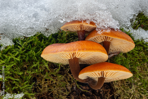 Group of edible mushrooms Flammulina velutipes known as Enokitake, in snow photo