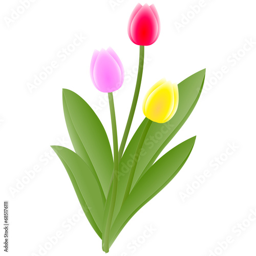 Red purple yellow tulips with green leaves