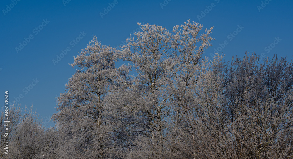 Schneelandschaft oder Winterlandschaft, Schnee und Eis bedeckte Bäume an einem Ackerland 
