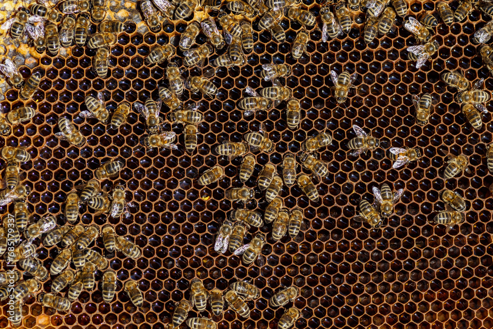 Macro photo of working bees on honeycombs.Beautiful honeycomb with bees close-up.Honey cell with bees.Beekeeping and honey production image. Macro photo of working bees on honeycombs.Beautiful honeycomb with bees close-up.Honey cell with bees.Beekeeping and honey production image.