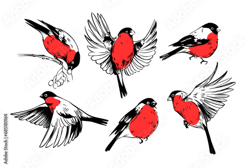Bullfinches, set of vector illustrations, sketch style