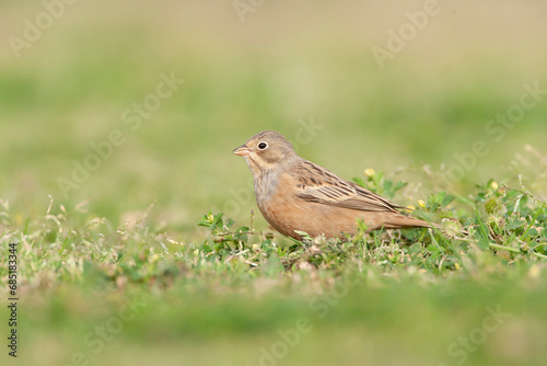 Cretzschmar's Bunting, Emberiza caesia