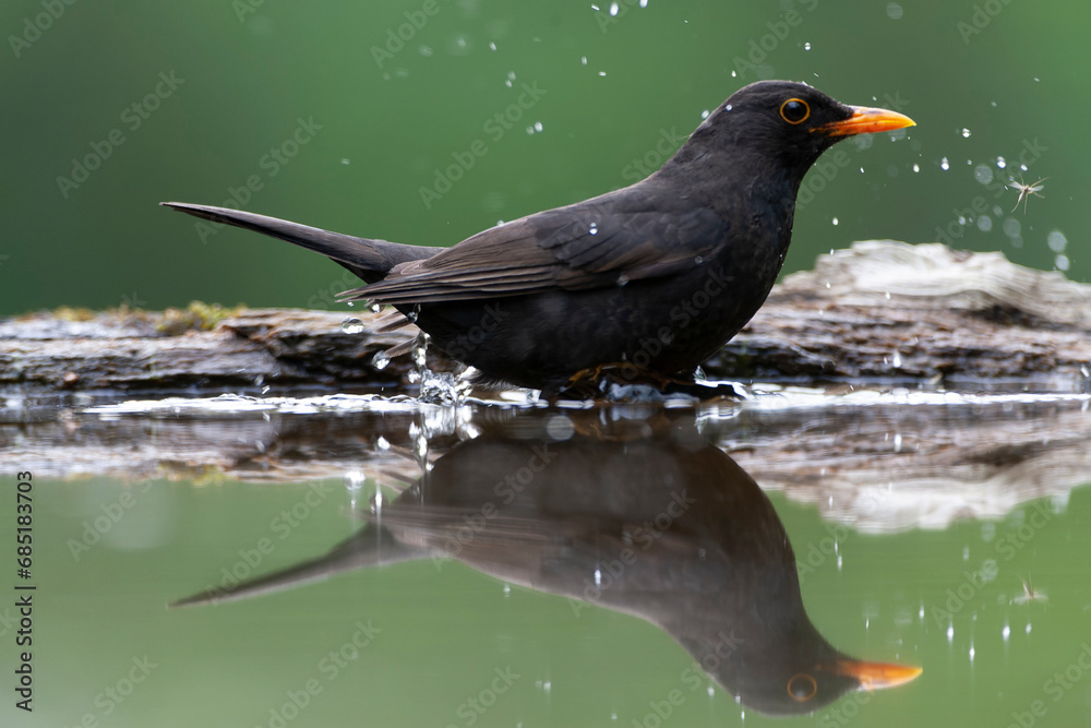 Fototapeta premium Eurasian Blackbird, Turdus merula