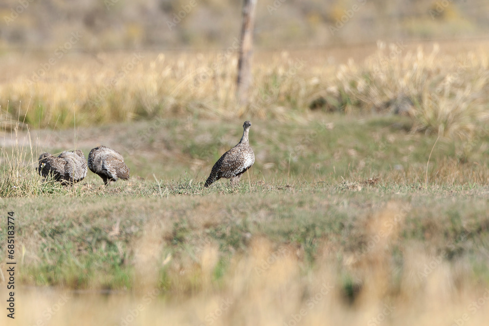 Greater sage-grouse, Centrocercus urophasianus Greater sage-grouse, Centrocercus urophasianus