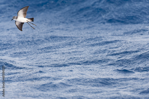 White-faced Storm-Petrel, Pelagodroma marina