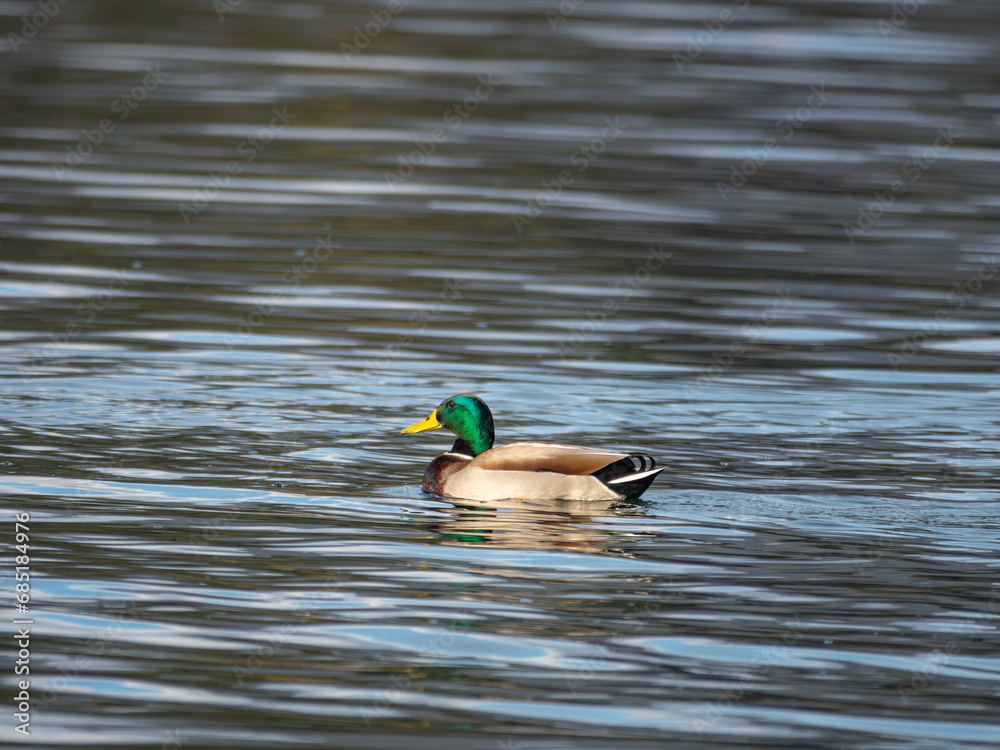 A mallard duck, adorned with a green head and brown body, elegantly swims in a lake, leaving a gentle wake in the rippled water. A mallard duck, adorned with a green head and brown body, elegantly swims in a lake, leaving a gentle wake in the rippled water.