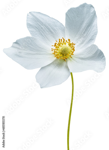 primrose flower isolated on white background with clipping path. Close-up . Flower on a stem. Transparent background. For design.
