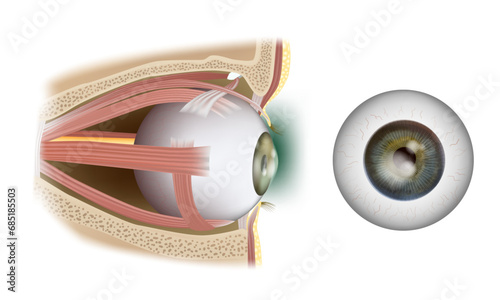 Human eye anatomy infographic. Human Eye Extraocular Muscles. Ophthalmology. Structure Eyes muscles in side view.
