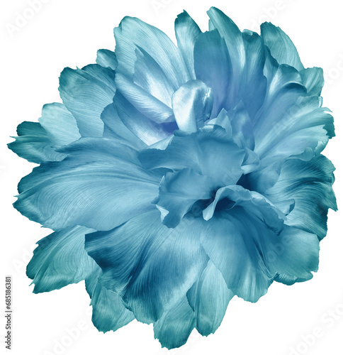 Tulip  turquoise   flower  on   isolated background with clipping path. Closeup. For design. Transparent background.  Nature.