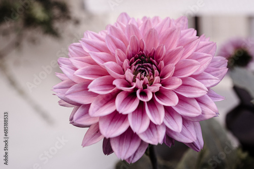 pink powerful  dahlia flower