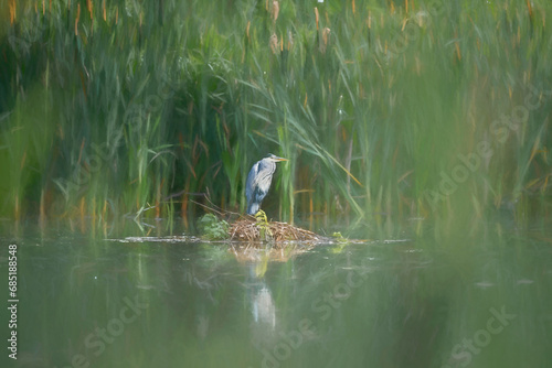 A digital illustration of a Grey Heron, Ardea cinerea perched on a bank of reeds. photo