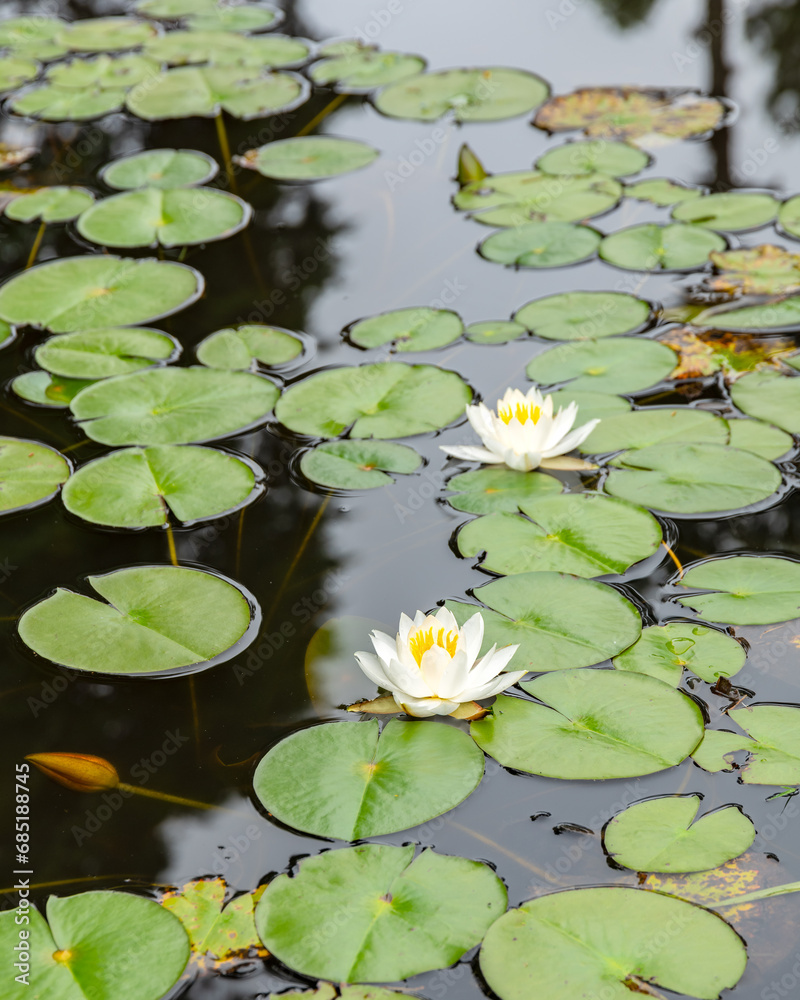White and yellow water lilly beside lilly pads on a pond White and yellow water lilly beside lilly pads on a pond