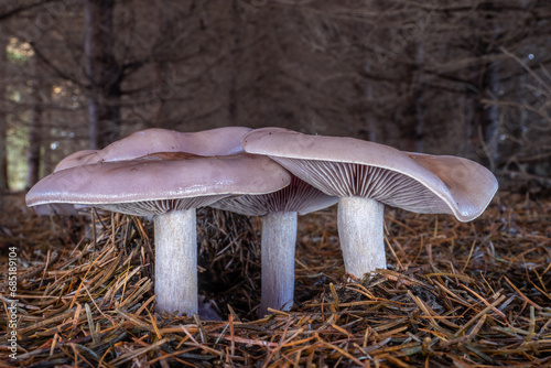 Tableau sur toile Edible violet mushrooms Lepista nuda known as wood blewit or Clitocybe nuda in f