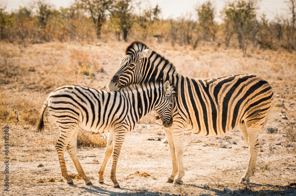 Mother zebra and foal caressing and sharing a sweet moment together, Etosha National Park, Namibia Mother zebra and foal caressing and sharing a sweet moment together, Etosha National Park, Namibia