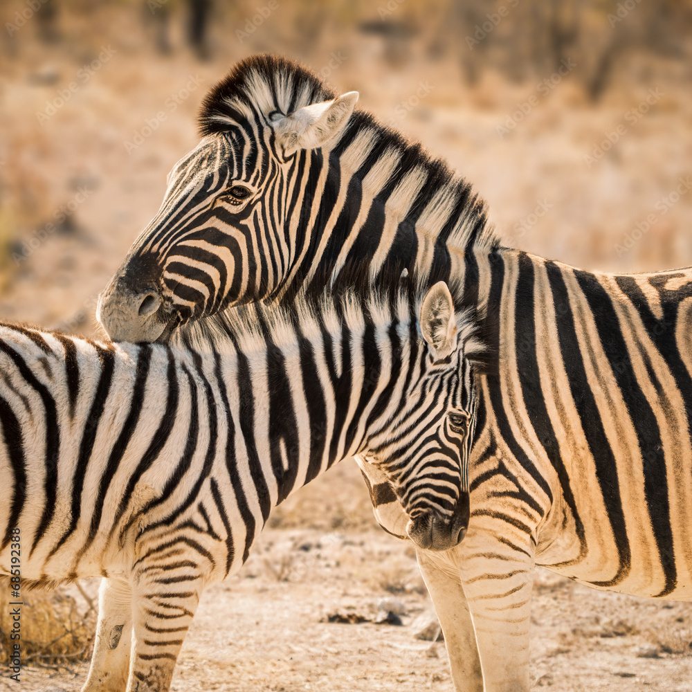 Mother zebra and foal caressing and sharing a sweet moment together, Etosha National Park, Namibia Mother zebra and foal caressing and sharing a sweet moment together, Etosha National Park, Namibia