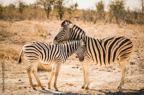 Mother zebra and foal caressing and sharing a sweet moment together  Etosha National Park  Namibia