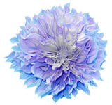 Purple  dahlia. Flower on    isolated background with clipping path.  For design.  Closeup.  Nature.  Transparent background. 