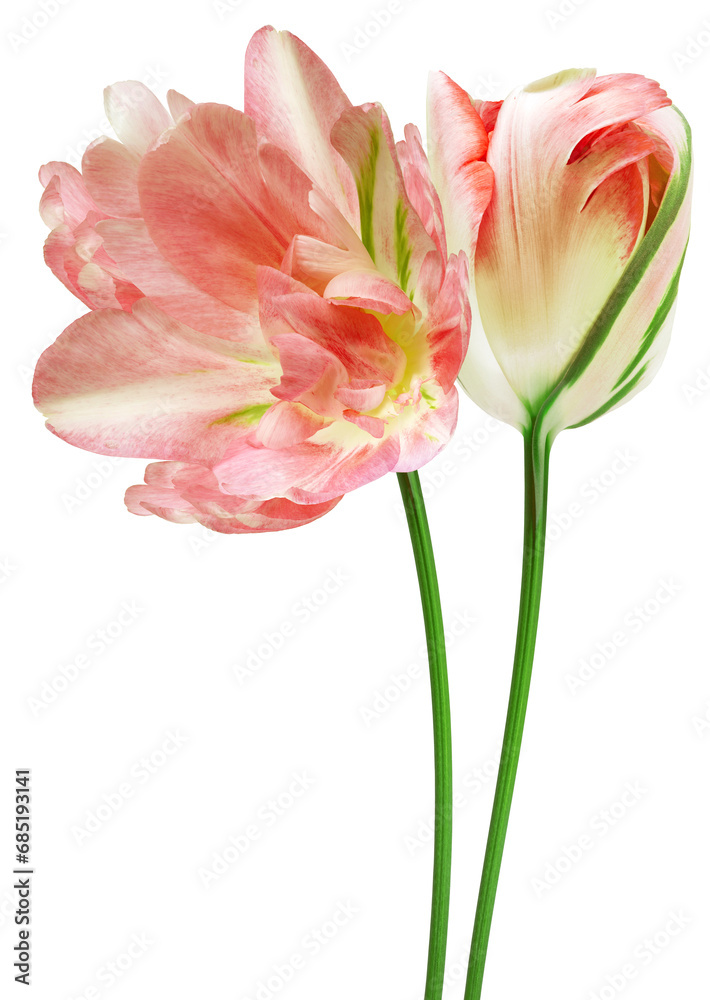 Light red tulip flowers on  isolated background with clipping path. Flowers on a stem. Close-up. Transparent background.  Nature.