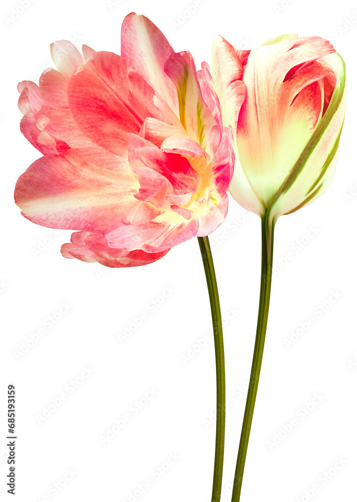 Tulips flowers on isolated background with clipping path. Flowers on a stem. Close-up. Transparent background. Nature. Tulips flowers on isolated background with clipping path. Flowers on a stem. Close-up. Transparent background. Nature.