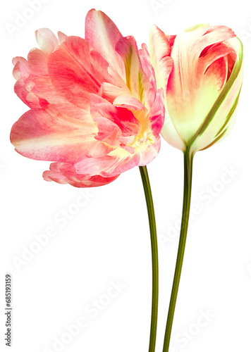 Tulips  flowers on  isolated background with clipping path. Flowers on a stem. Close-up.  Transparent background.  Nature.