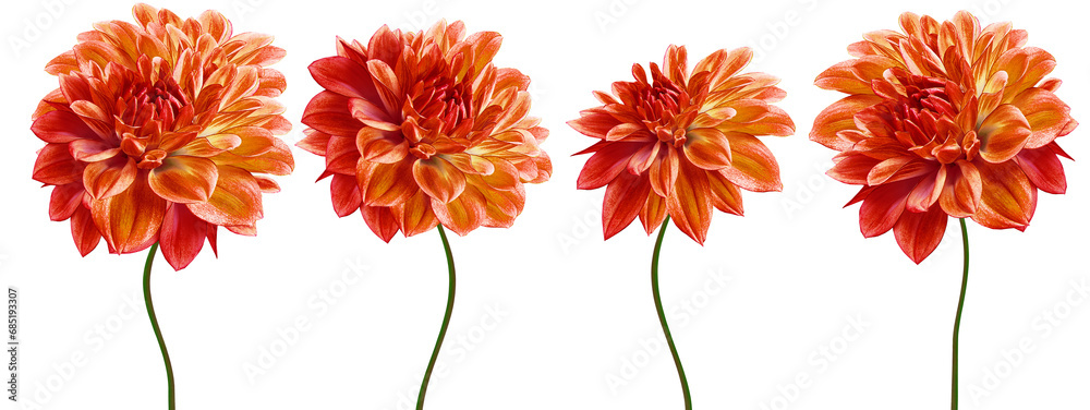 Set   orange  dahlias. Flowers on  isolated background with clipping path.  For design.  Closeup.  Transparent background.  Nature. - obrazy, fototapety, plakaty 