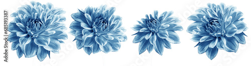 Set  blue  dahlias. Flowers on black isolated background with clipping path.  For design.  Closeup.  Transparent background.  Nature.