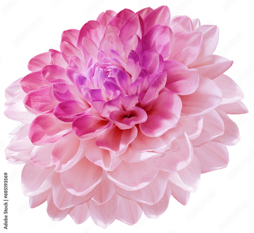 Dahlia  flower  on  isolated background with clipping path. Closeup. For design.  Transparent background. Nature.