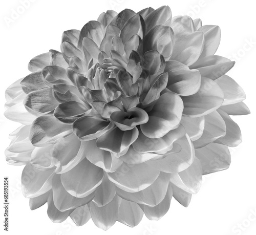 Dahlia  white-black  flower  on   isolated background with clipping path. Closeup. For design. Transparent background.  Nature. © nadezhda F