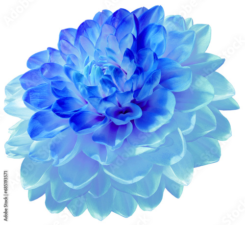 Dahlia  flower  on  isolated background with clipping path. Closeup. For design. Transparent background. Nature.