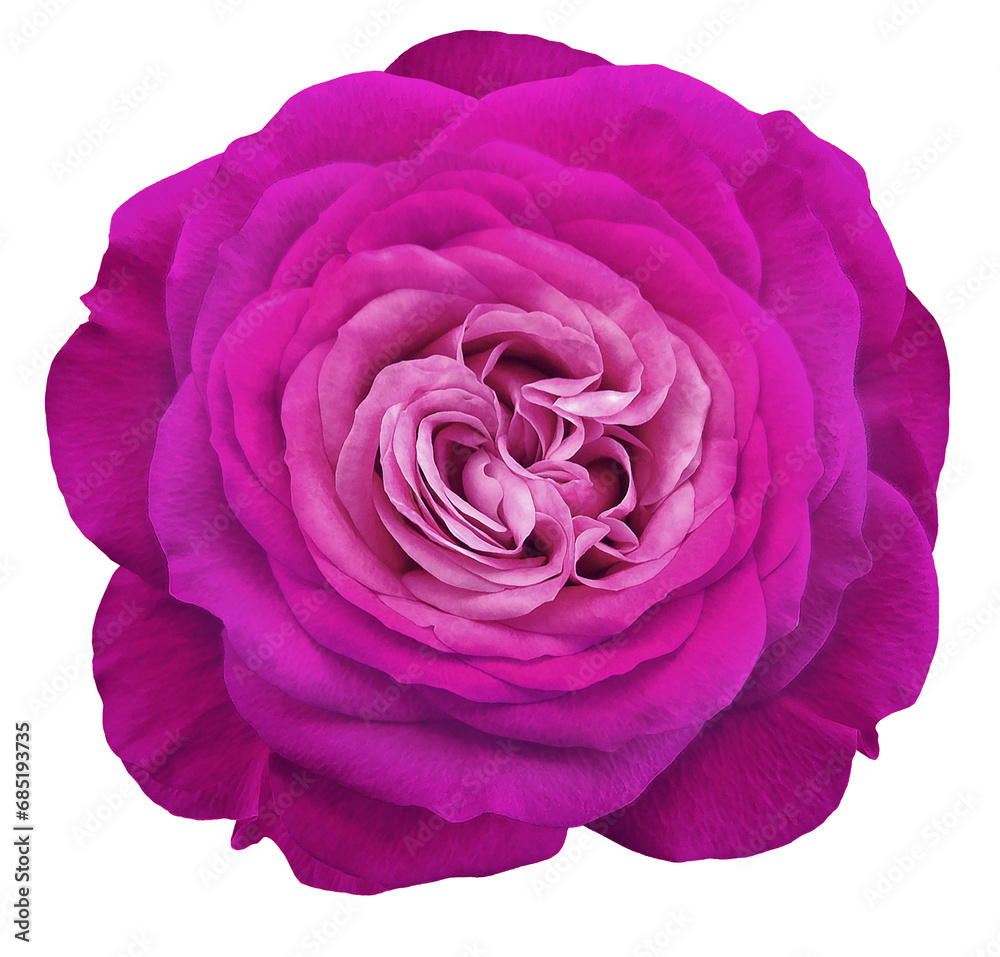 Purple rose flower on isolated background with clipping path. Closeup. For design. Transparent background. Nature. Purple rose flower on isolated background with clipping path. Closeup. For design. Transparent background. Nature.