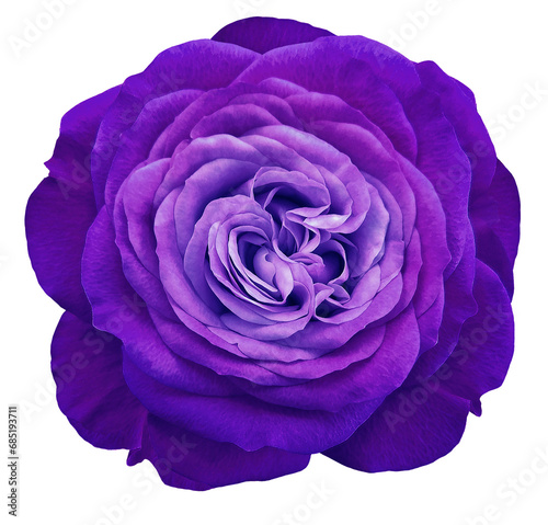 Purple rose flower on isolated background with clipping path. Closeup. For design. Transparent background. Nature.