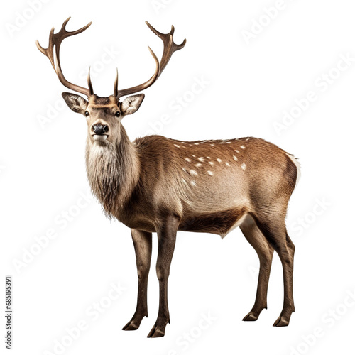 Reindeer isolated on white background