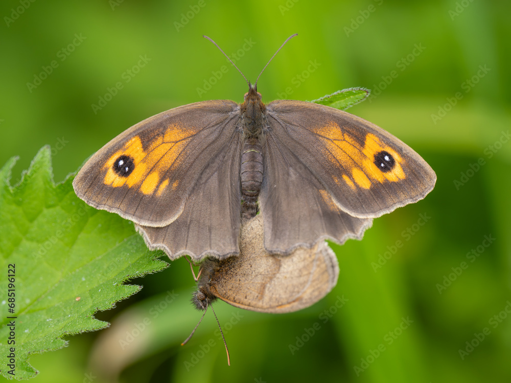 Meadow Brown Aberration Butterflies Mating Meadow Brown Aberration Butterflies Mating