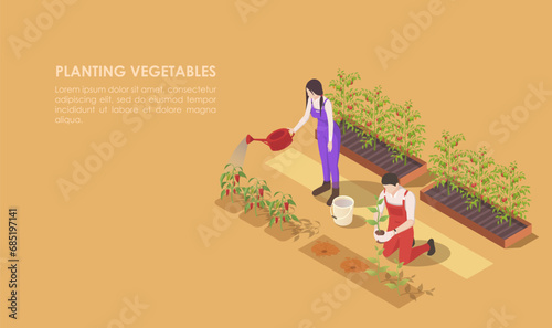 Agriculture natural pepper and tomato. Planting vegetables. Gardening and farming, growing food and harvesting organic product. Man, woman take care. Orange background. Isometric vector illustration