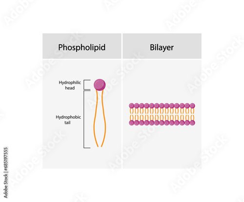 Lipid bilayer. Phospholipid Molecule Structure. Hydrophilic Head which is a polar head and Hydrophobic Tails which are hydrophobic fatty acid tails. Cell membrane component. Vector Illustration.