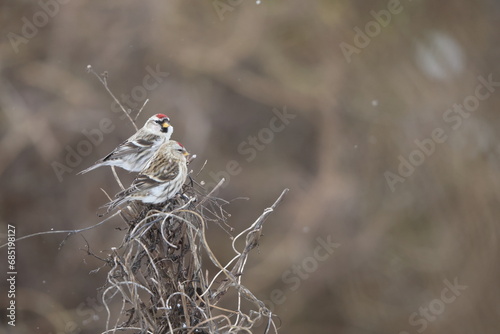 The common redpoll or mealy redpoll (Acanthis flammea) is a species of bird in the finch family. This photo was taken in Japan. photo