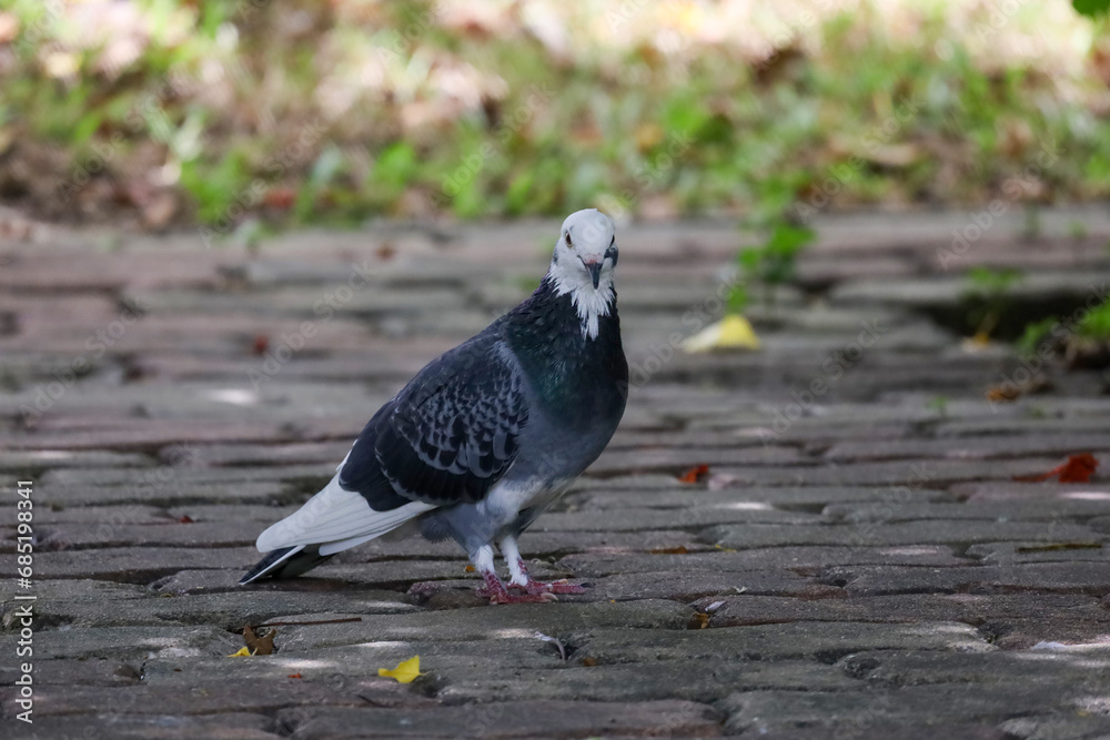 The pigeon bird is rest in the garden The pigeon bird is rest in the garden