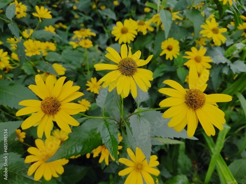 Heliopsis sunflower, Heliopsis helianthoides of the Asteraceae family. Beautiful yellow daisies in a flower bed. Lush bush with bright flowers. Bloom of annual and perennial plants