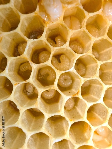 young little larva in the beehive cell
