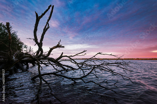 A dead tree is silhouetted against the sunrise along the Cape Fear River near the Atlantic Ocean outside Wilmington, North Carolina photo