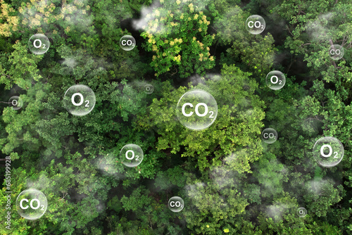 Reduce CO2 emissions to limit climate change and global warming. Tree canopy against oxygen O2 and carbon dioxide CO2 molecules.net zero.Carbon dioxide absorption and oxygen release concept photo