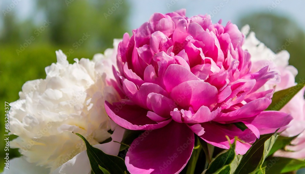 Obraz premium pink flower