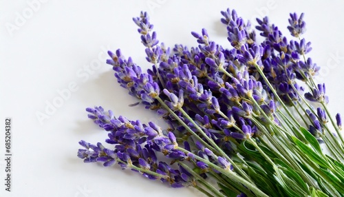 lavender flowers isolated on white background